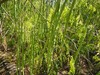 SUPER SPECIAL!! MORINGA Oleifera STX-2 Extremely Productive Organic-Grown SEEDS gallery