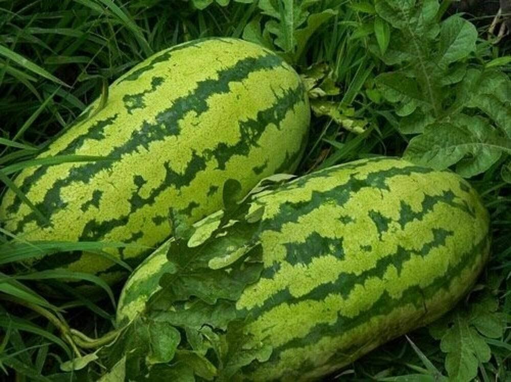 Watermelon Seeds, Florida Giant Watermelon Seeds,"COOL BEANS N SPROUTS" Brand. gallery