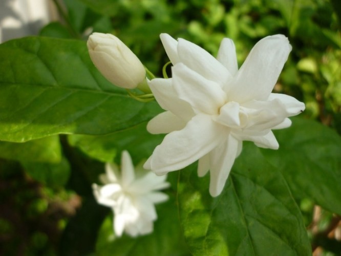 Chanthaboon Jasmine Sambac gallery