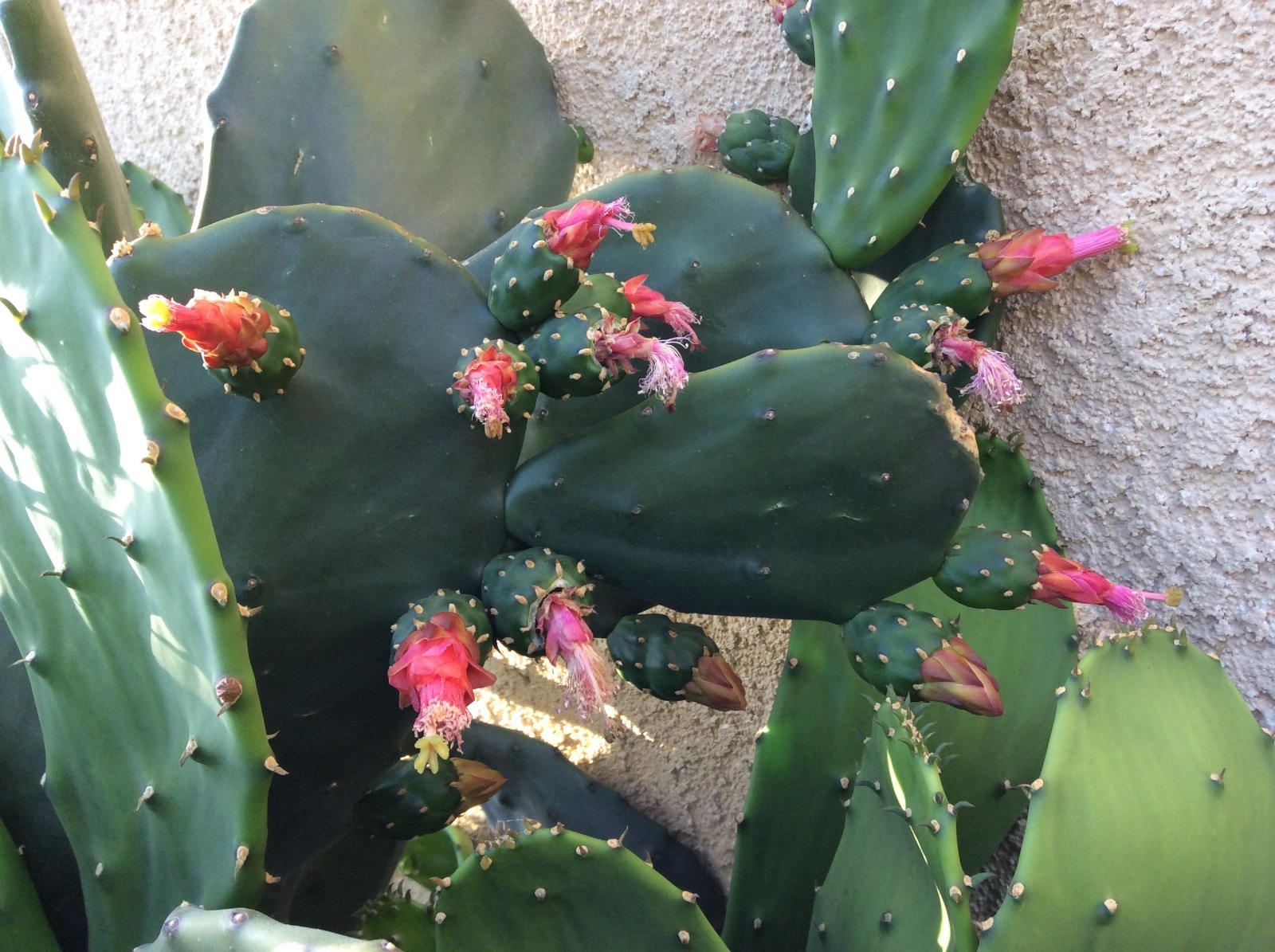 Spineless thornless edible Nopales Prickly pear cactus, lot of 3 pads, 5" long gallery