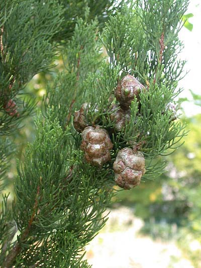 Italian Cypress Narrow Columnar, Cupressus sempervirens stricta (Fast Evergreen) gallery