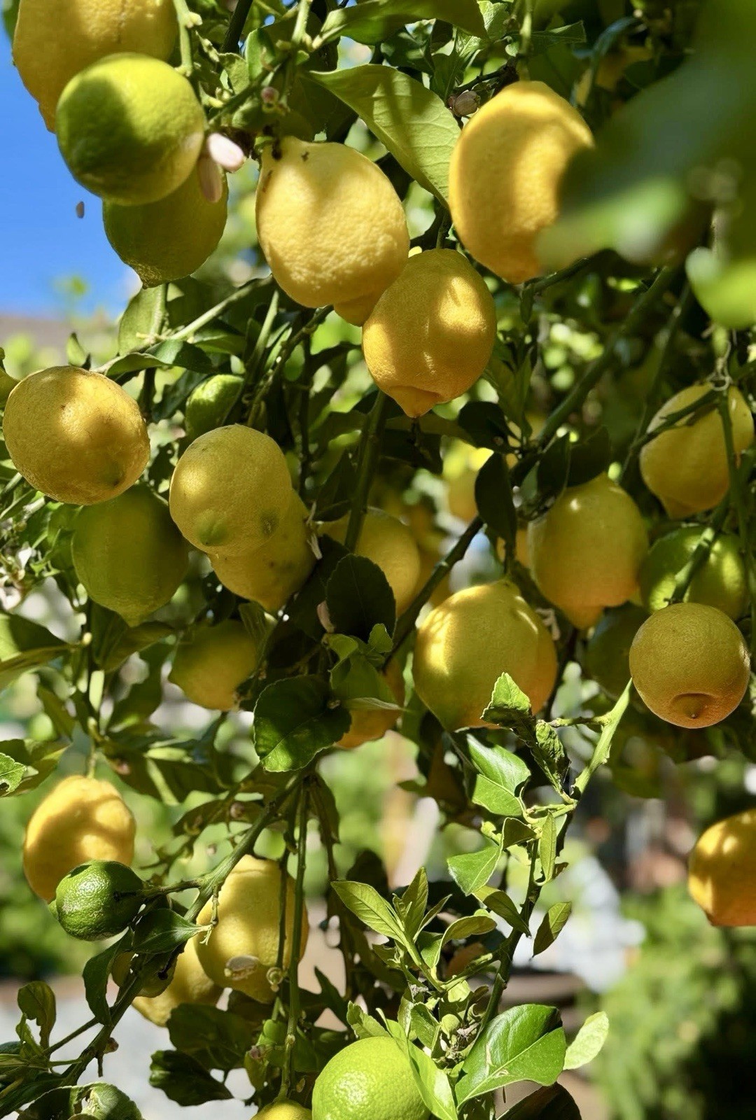 Lemon Fruit - 15 Seeds 2023 - USA gallery