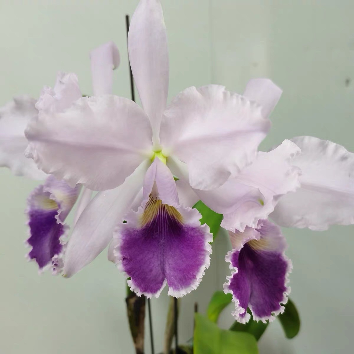 Cattleya warneri coerulea ‘Modaga’ Original Clone Rare Orchid Plant gallery