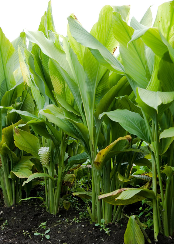 3 Yellow Turmeric Ginger Starter Plug - Curcuma longa gallery