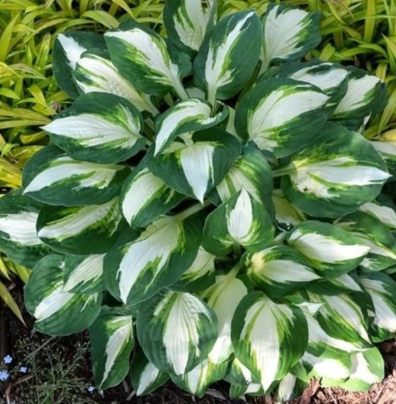 Hosta VULCAN (1) gallery