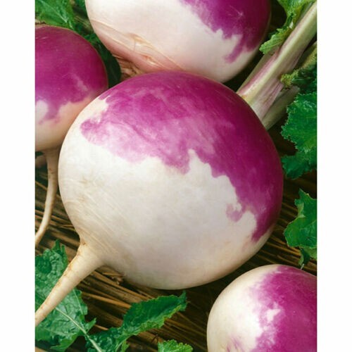   1200 Purple Top WHITE GLOBE Turnip Seeds THANKS FROM POPPA IN THE GARDEN gallery