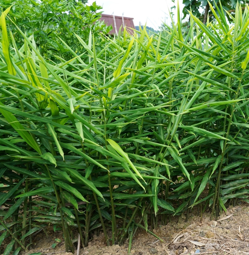 2 White Ginger Plants Zingiber Officinale Plants Fragrant Herb Seedling 4-6"Tall gallery