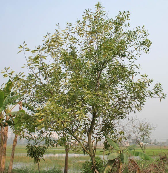 Acacia Tree Seedss 100 pcs (Acacia mangium) Akasia gallery