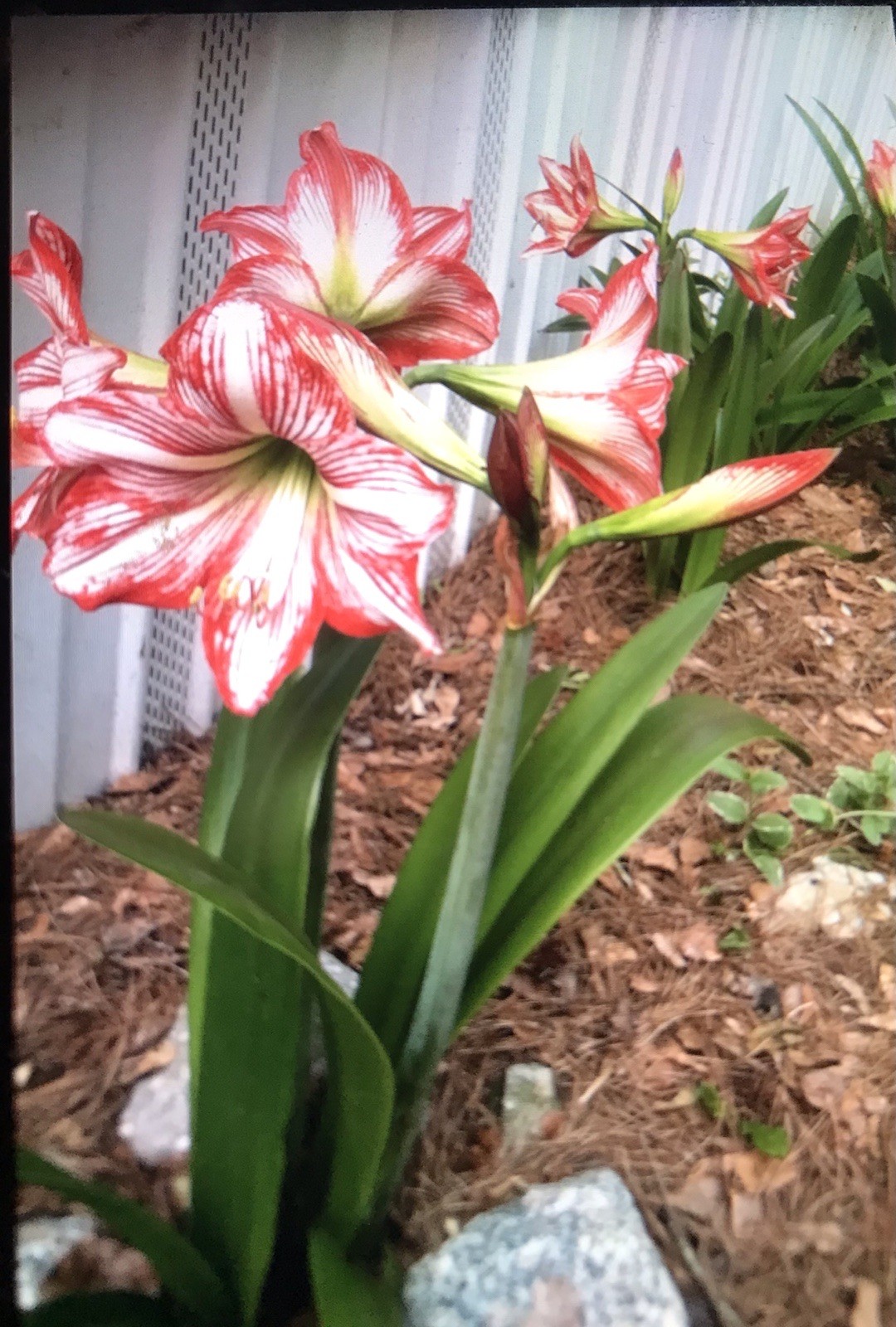 Amaryllis 3 Bulbs White with Red Stripes Outdoor Type Various Sizes gallery