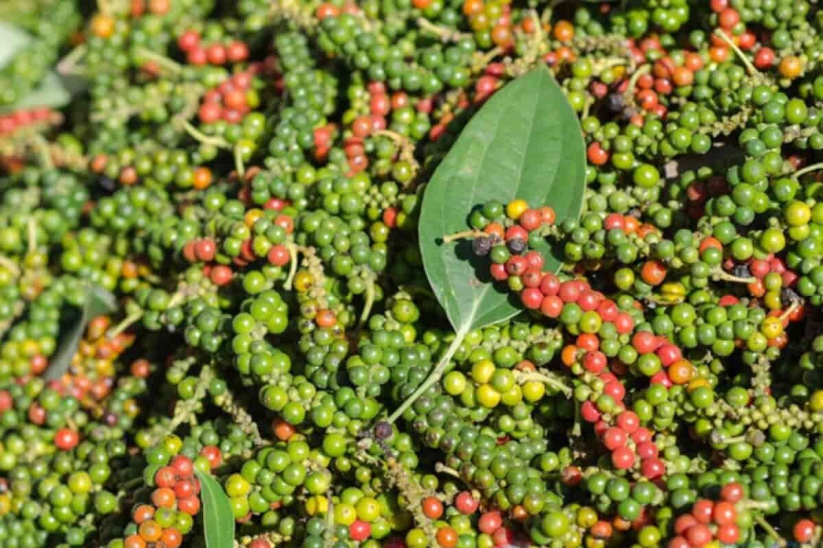 Ceylon Black Pepper Powder, Natural organic Peppercorns, 100% Pure Hand Picks gallery