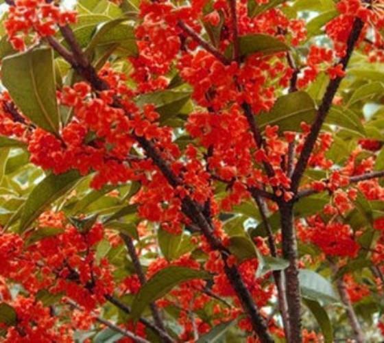 ( 1 ) - Red Flowering Fragrant Tea Olive ( osmanthus ) - Starter Plant ( L4 ) gallery