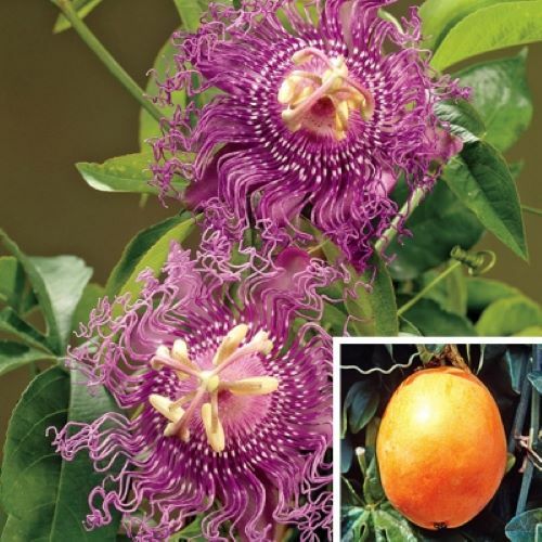 ~~MAYPOP PASSIFLORA~~Starter Plant~~Passiflora Incarnata~~BUTTERFLY HEAVEN! gallery