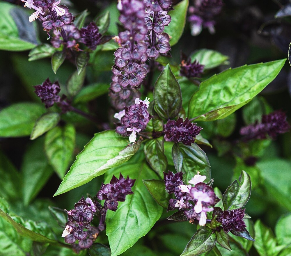 Cinnamon Basil Seeds | Heirloom | Non-GMO | Fresh Herb Seeds gallery