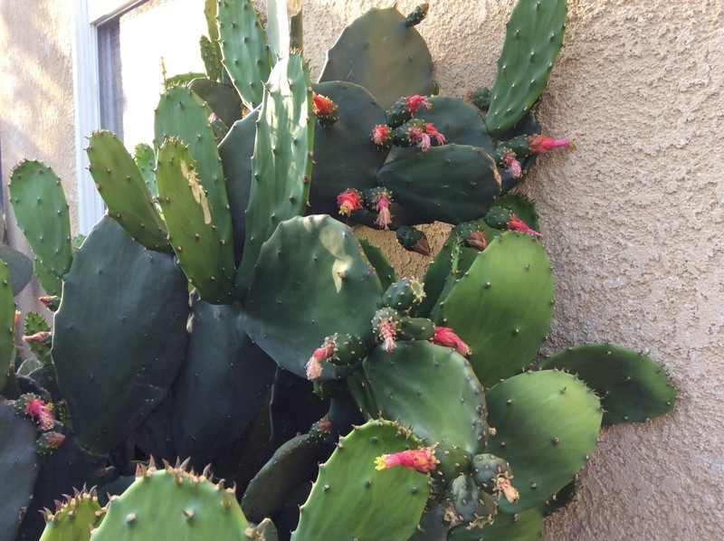 Spineless thornless edible Nopales Prickly pear cactus, lot of 3 pads, 5" long gallery