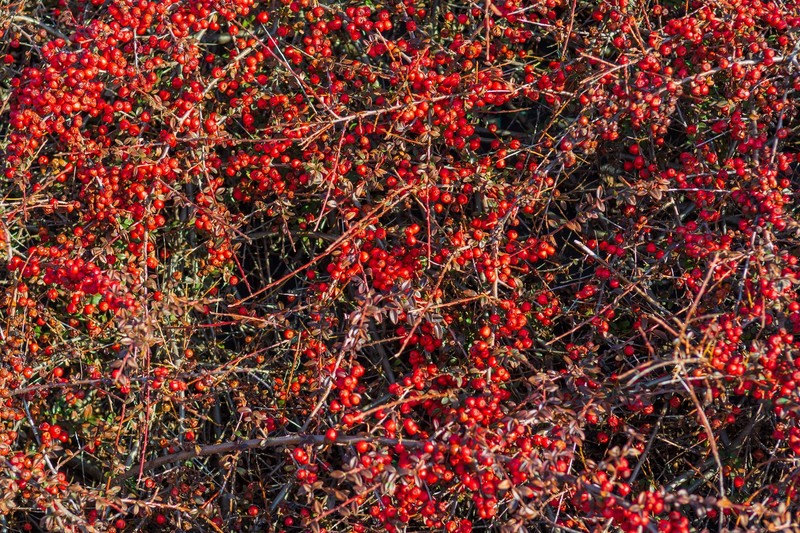 20 SILVER BUFFALOBERRY Shepherdia Argentea Red Fruit Native Bullberry Shrub Seed gallery