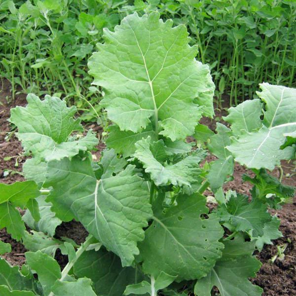 Dwarf Siberian Kale Seeds | Non-GMO | Free Shipping | Seed Store | 1098 gallery
