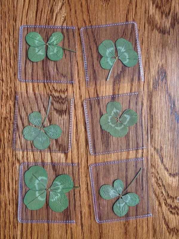 🍀RARE REAL 4 Leaf Clover 🍀 Hand picked - GREAT Gift -REAL - LUCKY 🤩 gallery
