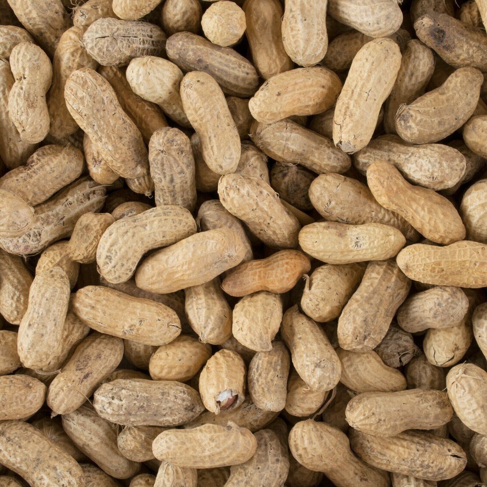 Roasted Unsalted In-Shell Peanuts Hampton Farms Bulk Supply Gluten Free 25-Lbs gallery