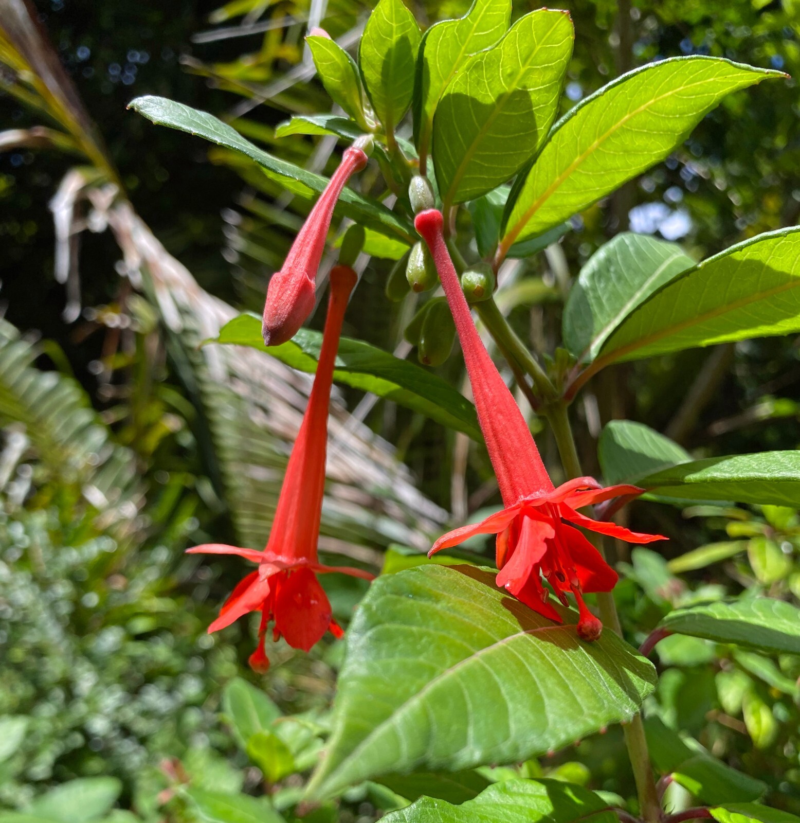 Fuchsia vulcanica | 20 Seeds gallery