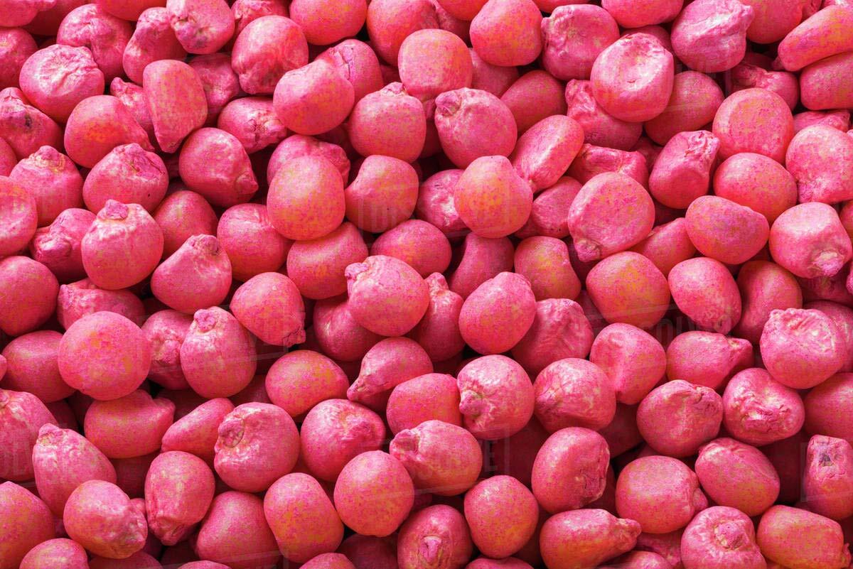 CZ Grain Dinner Getter Deer Food Plot Corn Seeds - 250 Seeds to Grow Deer Food - gallery