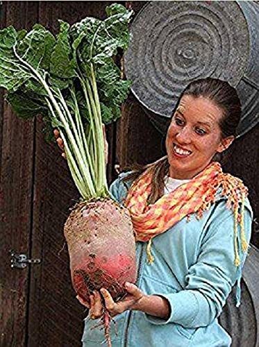 Mammoth Mangel Beet Seeds for Planting - 50 Seeds - Grow The Biggest Beets in Th gallery