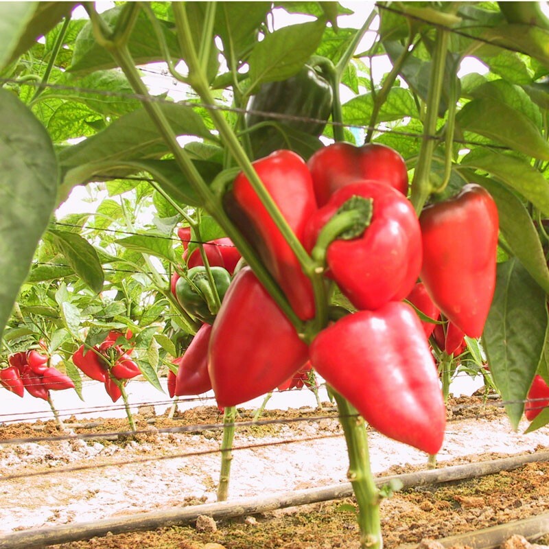 Pimento Pepper Seeds | Heirloom / Non-GMO | Free Shipping | Seed Store | 1019 gallery
