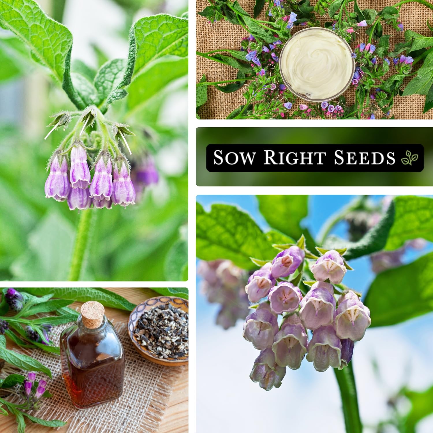 - Comfrey Seeds for Planting - Non-GMO Heirloom Packet with Instructions to P... gallery