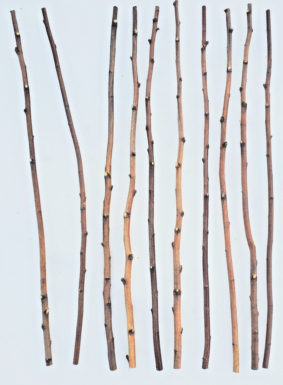4ft. Birch Pole Assortment, 4 pc. for Wood Craft, Macrame, Rustic Curtain Rods gallery