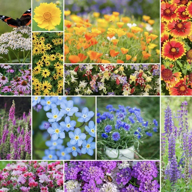 250+ Deer Resistant Wildflower Seed Mix - Perennial & Annual, Non-GMO USA Seller gallery