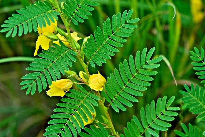 201+ PARTRIDGE PEA Seeds Native Wildflower Fall Food Source Turkey Deer Birds gallery