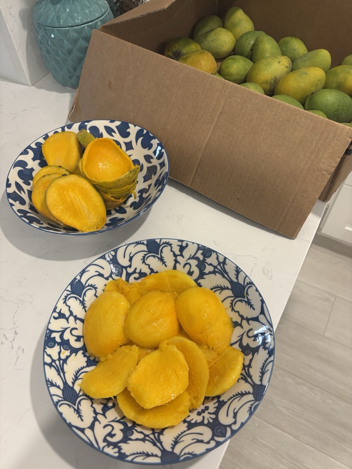 $100 $200+ Grafted Mango Tree FORGETABOUTIT Polyembryonic Clone 2 Yrs To Fruit gallery