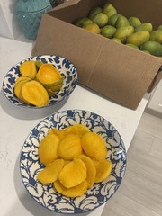 $100 $200+ Grafted Mango Tree FORGETABOUTIT Polyembryonic Clone 2 Yrs To Fruit