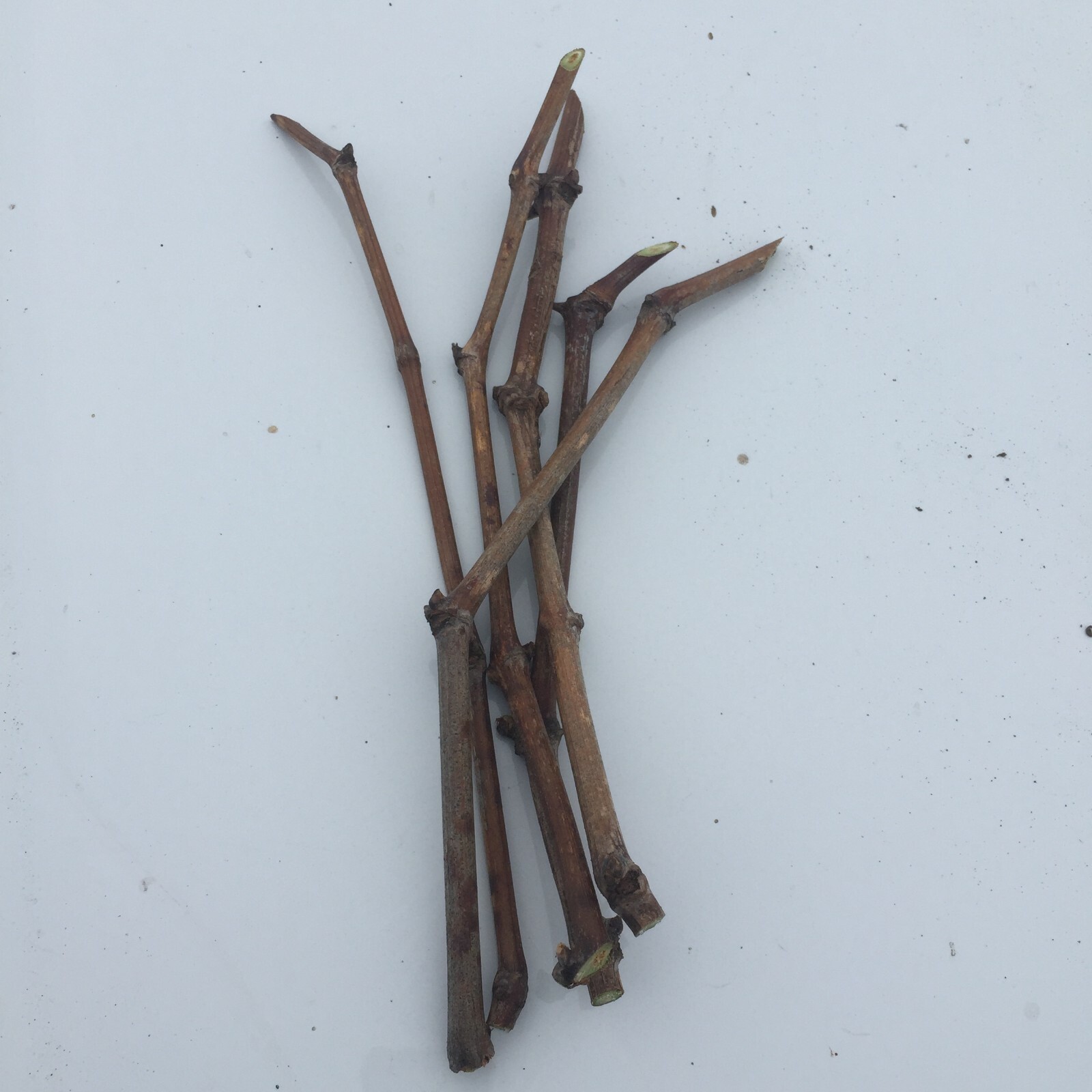 6pcs Japanese Kyoho grape cuttings 巨峰葡萄插条 교호포도 US seller gallery