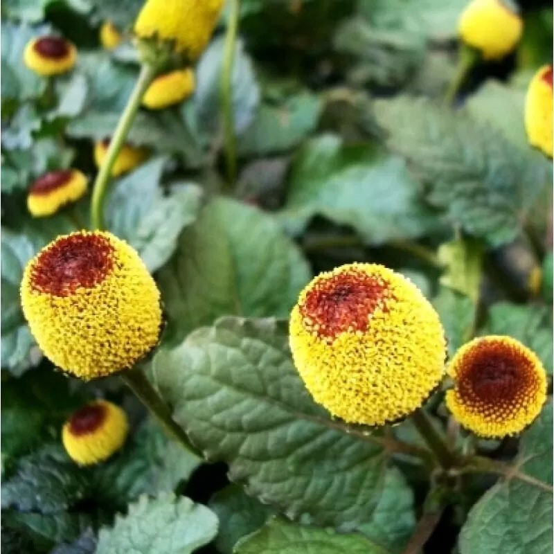 Acmella oleracea | Buzz Buttons | Electric Daisy | Toothache Plant | 20_Seeds gallery