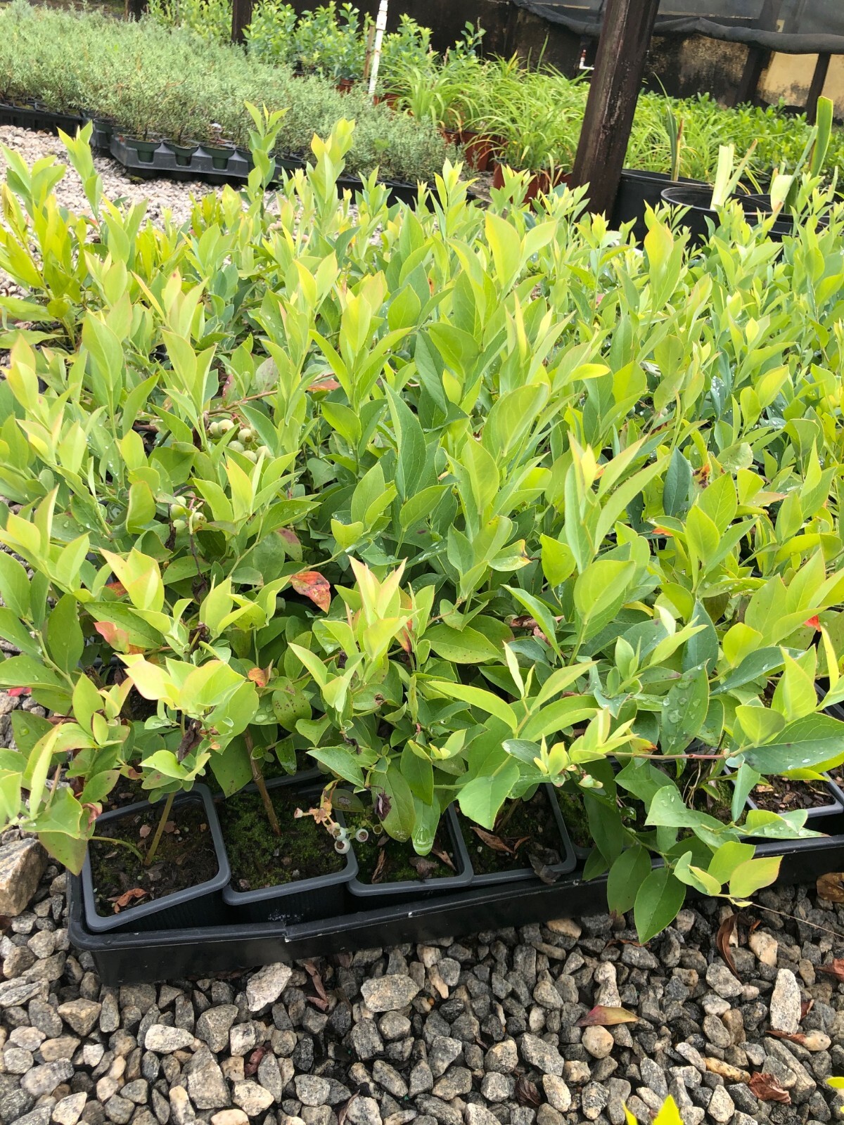 10- 1 Gallon Brightwell Blueberry gallery