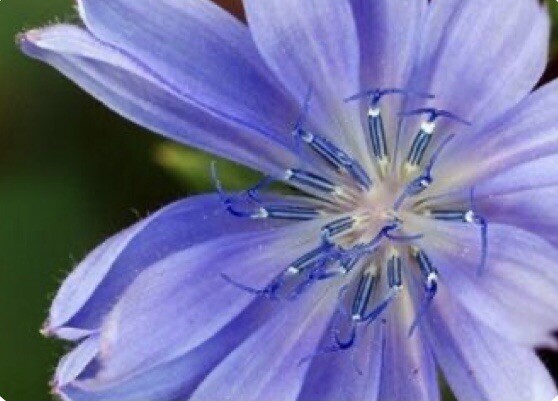 600 Plus Chicory-Italian Dandelion-Non GMO-Open Pollinated. gallery
