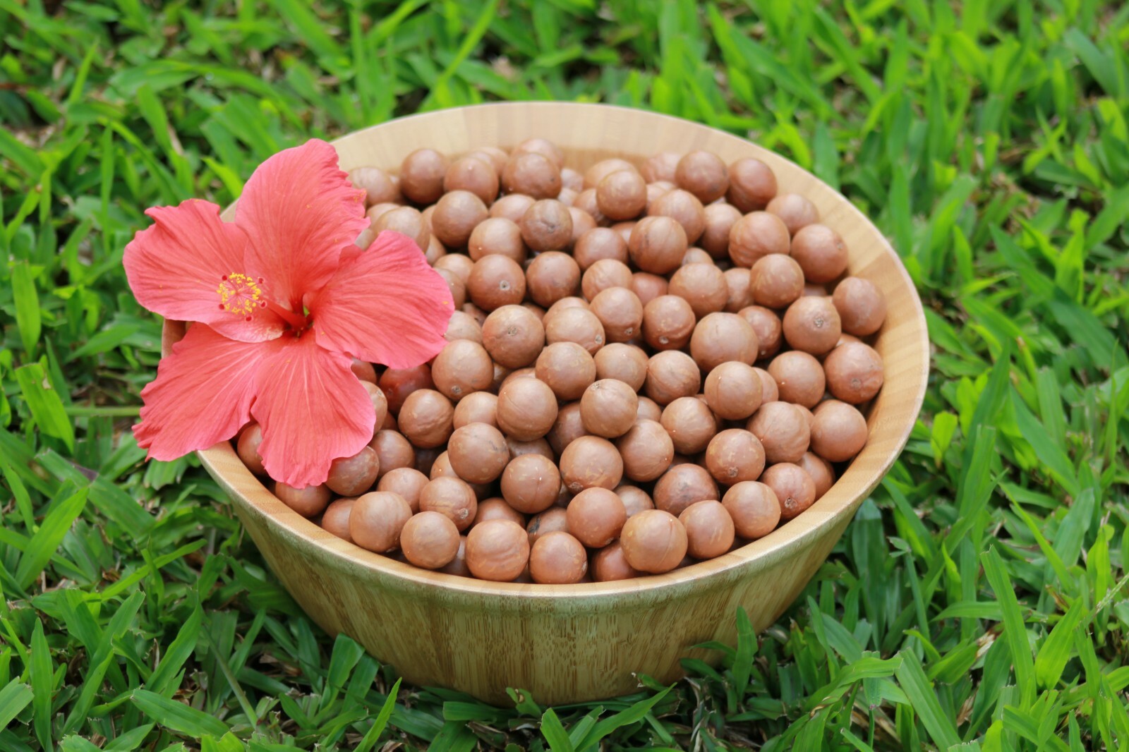 In Shell Macadamia Nuts Fresh from Hawaii, (4 pounds) gallery