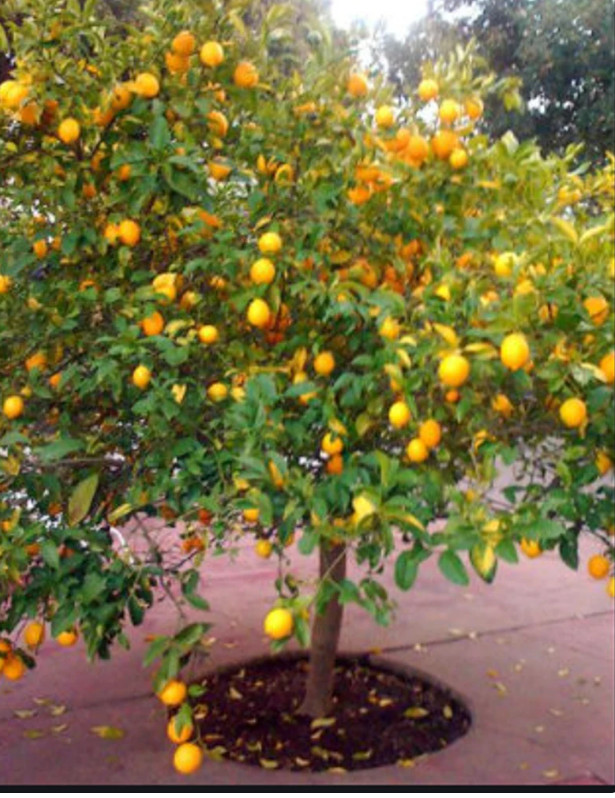 RARE-DWARF MEYER LEMON FRUIT PLANT (5 SEEDS ) -Combined Shipping (USA seller) gallery