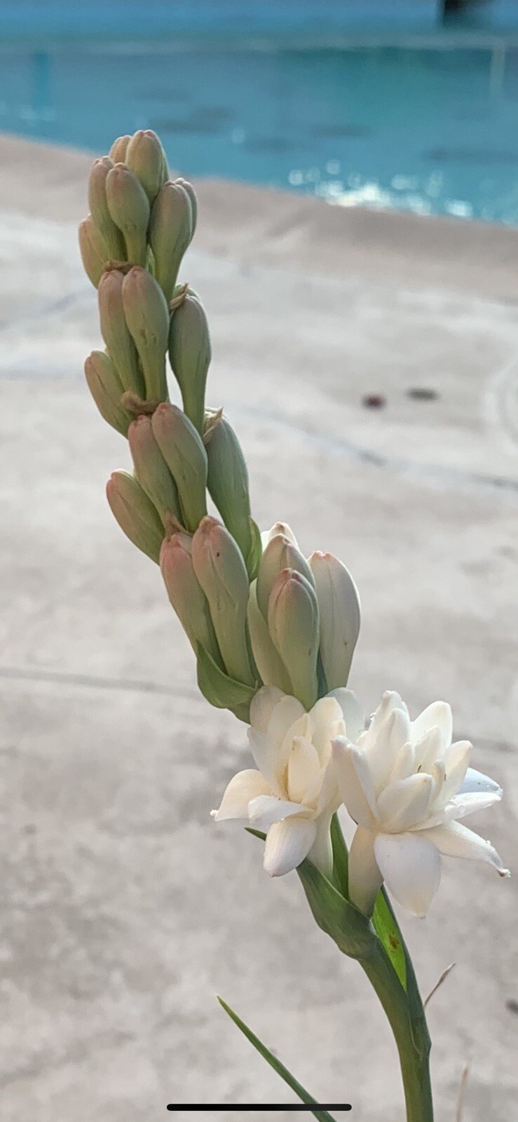 Tuberose Fragance 1 Clump,Bulbs 3+ Sz S/M Mixed, Rooted &Sprouted Ready To Plant gallery