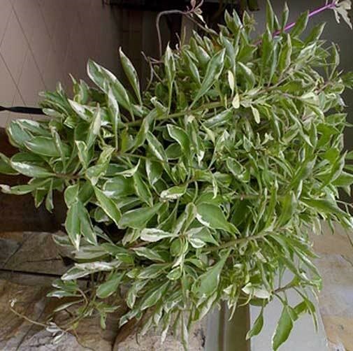 Talinum paniculatum Variegatum|Jewels Opar|Fame Flower| 20_Seeds gallery