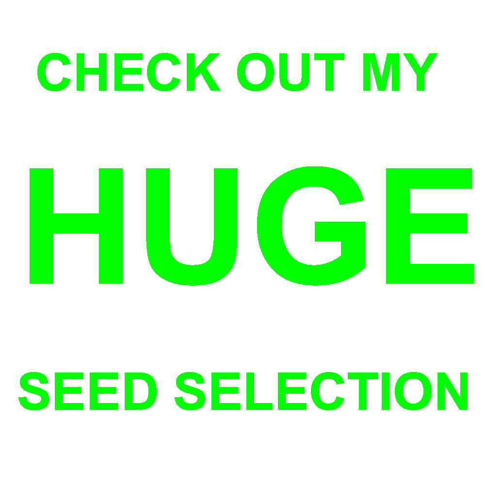 400+ PARSLEY ITALIAN PLAIN LEAF - FRESH SEEDS FRESH HARVEST FOR 2024 GARDENS gallery