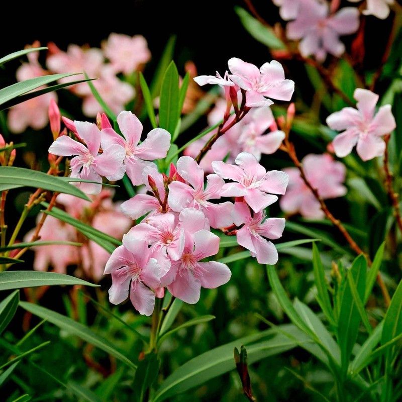 Petite Pink Dwarf Oleander (Nerium oleander ‘Petite Pink’) in 2.5" Nursery Cubes gallery