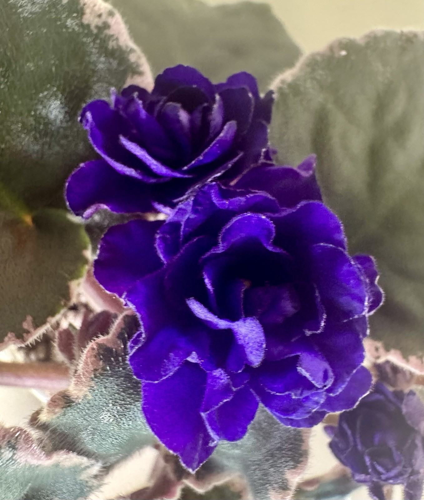 African Violet Hunter’s Nocturne Starter gallery
