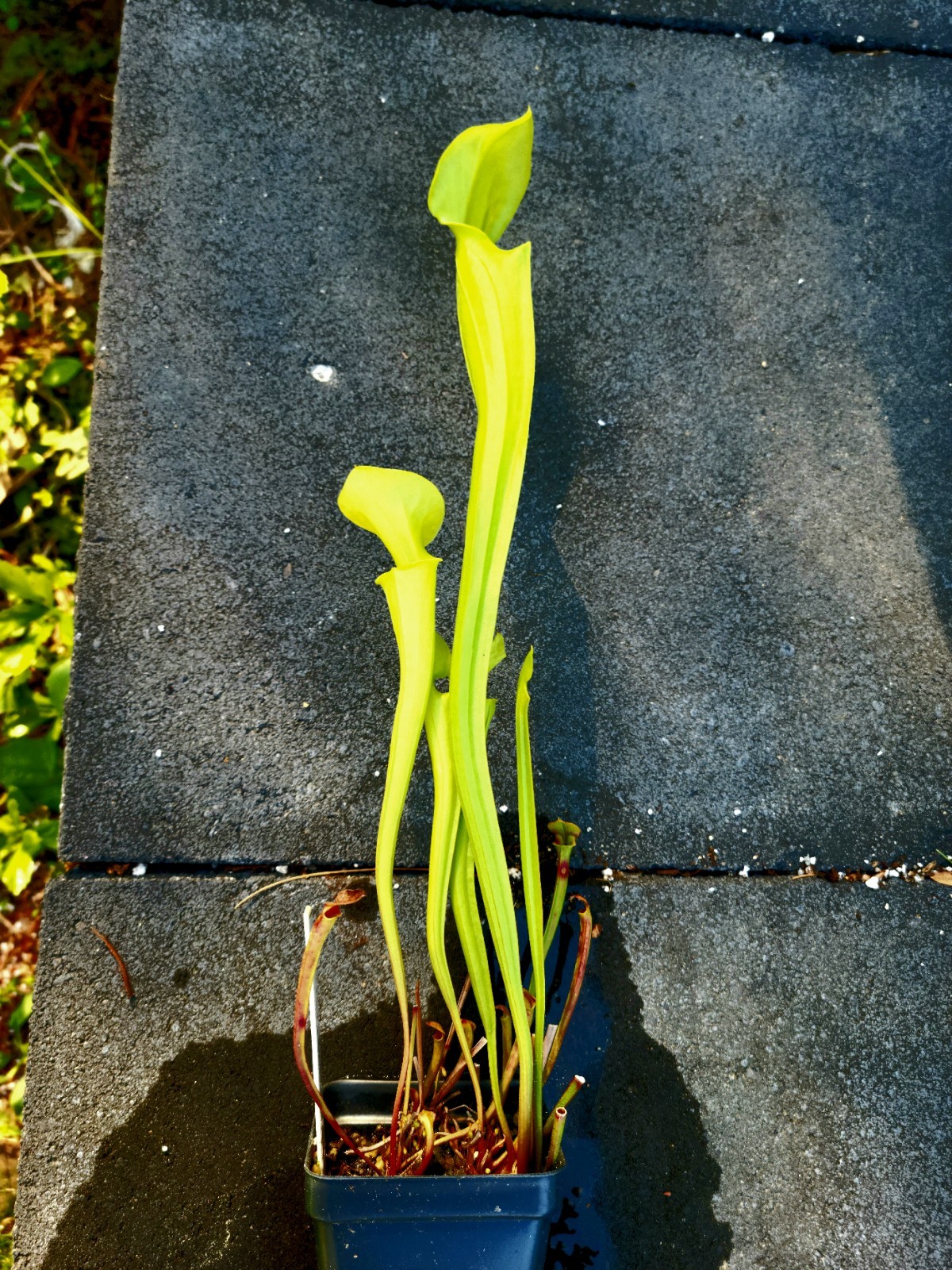 Sarracenia Flava Maxima Defuniak Springs X Flava Addison Bog VA gallery