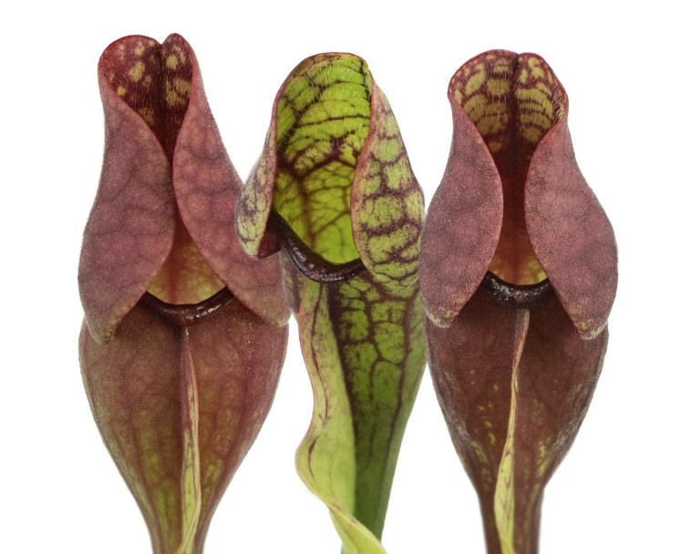 Red Pitcher Plant Live Carnivorous Bog Plant Indoor Outdoor Garden gallery