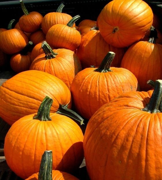 Howden's Field Pumpkin Seeds, Carving Pumpkin, Halloween, Pie, FREE SHIPPING gallery