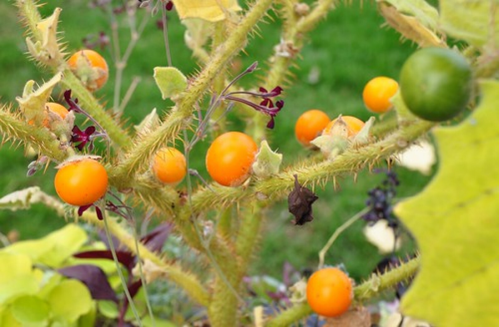 Lulo Orange Tree {Solanum quitoense} Organic 10 seeds Free Shipping! gallery