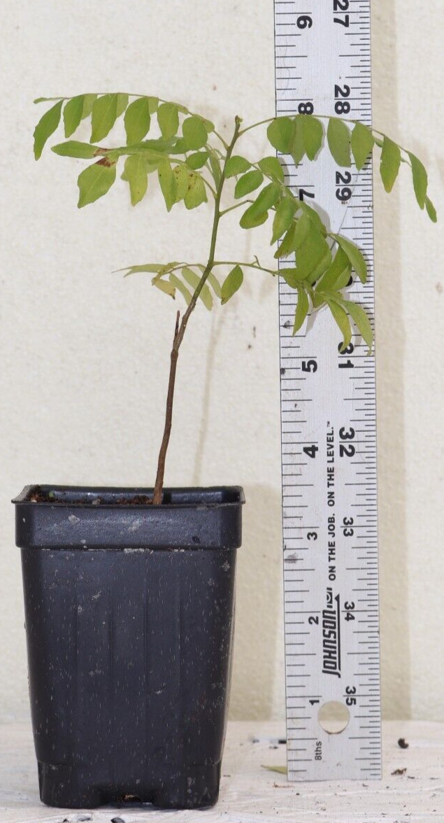8" Curry Leaf Tree (Murraya Koenigii) Sweet Neem Organic Rare gallery