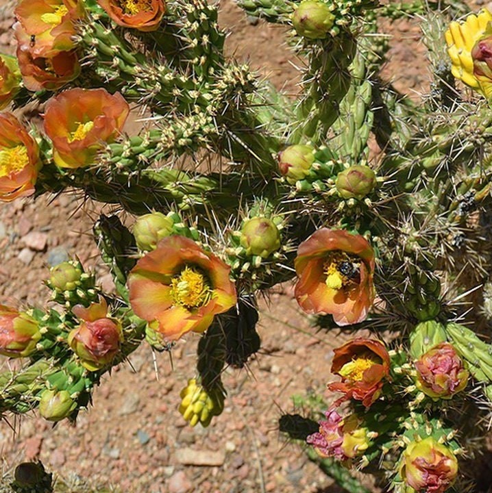 Cholla Cactus 'Santa Fe' (Cylindropuntia viridiflora) COLD HARDY gallery