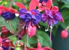 Blue Eyes Fuchsia Starter Live Plant - 2-5" Tall - 3" Pot - Zones 9-11 gallery